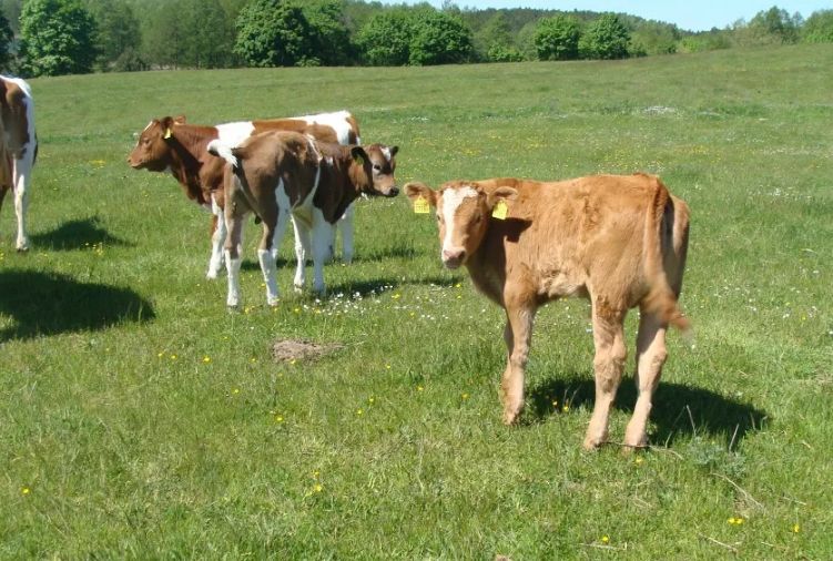 Stado bydła (15 sztuk) , bydło, stado, krowa, byk, krowy, byki, cielaki